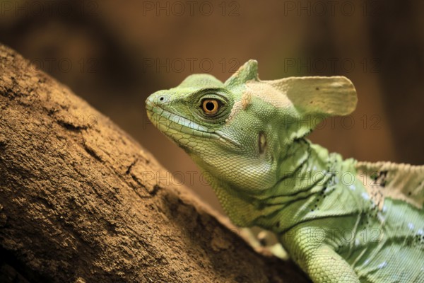 Frontal lobe basilisk (Basiliscus plumifrons), adult, on tree, foraging, alert, portrait, Central America, captive
