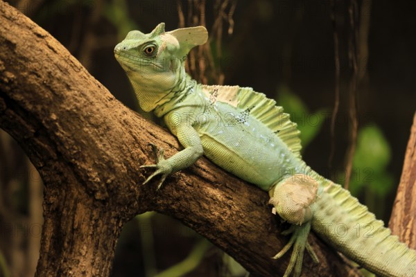 Frontal lobe basilisk (Basiliscus plumifrons), adult, on tree, foraging, vigilant, Central America, captive