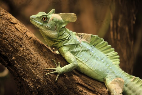 Frontal lobe basilisk (Basiliscus plumifrons), adult, on tree, foraging, vigilant, Central America, captive
