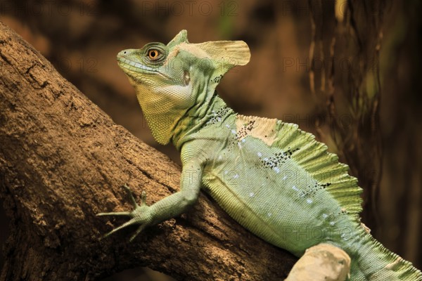 Frontal lobe basilisk (Basiliscus plumifrons), adult, on tree, foraging, alert, portrait, Central America, captive
