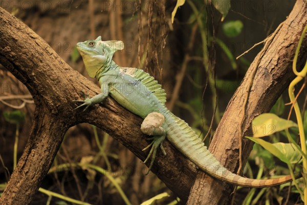 Frontal lobe basilisk (Basiliscus plumifrons), adult, on tree, foraging, vigilant, Central America, captive