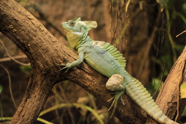 Frontal lobe basilisk (Basiliscus plumifrons), adult, on tree, foraging, vigilant, Central America, captive