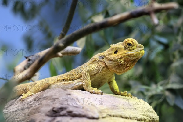 Central bearded dragon (Pogona vitticeps), coloured bearded dragon, adult, rock, alert, Australia, captive