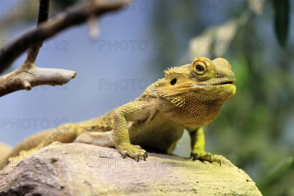 Central bearded dragon (Pogona vitticeps), coloured bearded dragon, adult, rock, alert, portrait, Australia, captive