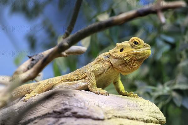 Central bearded dragon (Pogona vitticeps), coloured bearded dragon, adult, rock, alert, Australia, captive