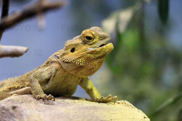 Central bearded dragon (Pogona vitticeps), coloured bearded dragon, adult, rock, alert, portrait, Australia, captive