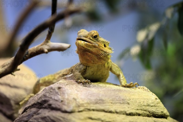 Central bearded dragon (Pogona vitticeps), coloured bearded dragon, adult, rock, alert, portrait, Australia, captive