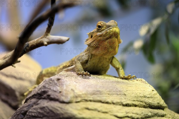 Central bearded dragon (Pogona vitticeps), coloured bearded dragon, adult, rock, alert, portrait, Australia, captive