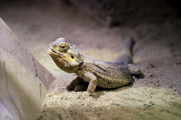Central bearded dragon (Pogona vitticeps), coloured bearded dragon, adult, rock, alert, Australia, captive