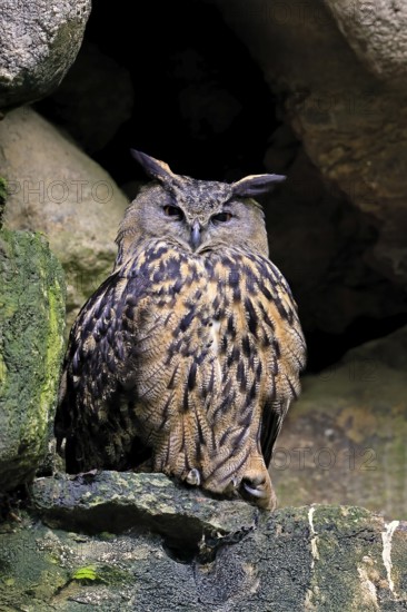 Eurasian Eagle-owl (Bubo bubo), adult, on rocks, vigilant, wisdom, Bavarian Forest National Park, Germany