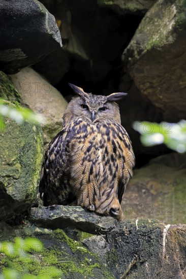 Eurasian Eagle-owl (Bubo bubo), adult, on rocks, vigilant, wisdom, Bavarian Forest National Park, Germany