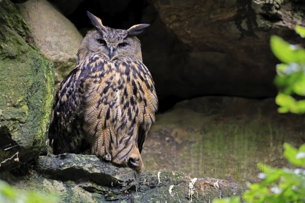 Eurasian Eagle-owl (Bubo bubo), adult, on rocks, vigilant, wisdom, Bavarian Forest National Park, Germany