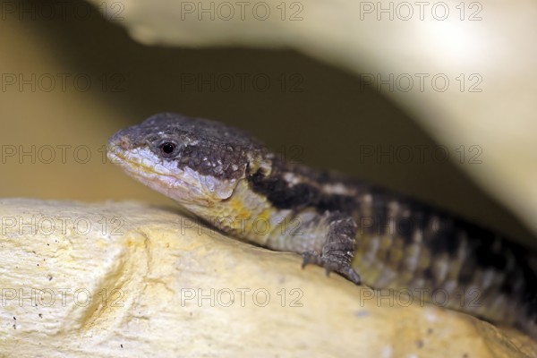 East African spiny-tailed lizard (Cordylus tropidosternum), adult, portrait, rock, alert, East Africa, Africa, captive