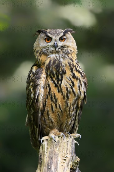 Eurasian Eagle-owl (Bubo bubo), adult, perch, in summer, alert, wisdom, Hesse, Germany