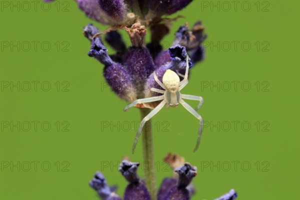 Goldenrod crab spider (Misumena vatia), adult, female, on flower, foraging, Germany