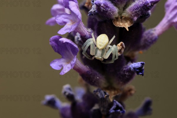 Goldenrod crab spider (Misumena vatia), adult, female, on flower, foraging, Germany