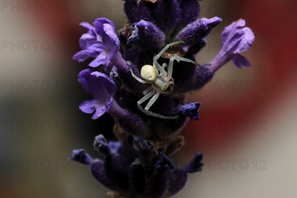 Goldenrod crab spider (Misumena vatia), adult, female, on flower, foraging, Germany