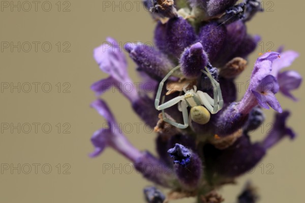 Goldenrod crab spider (Misumena vatia), adult, female, on flower, foraging, Germany