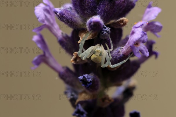Goldenrod crab spider (Misumena vatia), adult, female, on flower, foraging, Germany