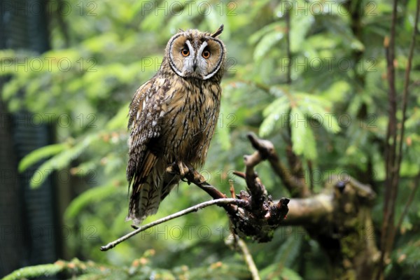 Long-eared owl (Asio otus), adult, on tree, perch, vigilant, Bavarian Forest National Park, Germany