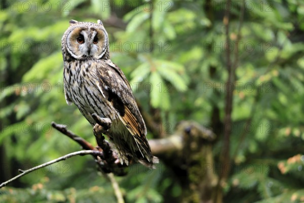 Long-eared owl (Asio otus), adult, on tree, perch, vigilant, Bavarian Forest National Park, Germany