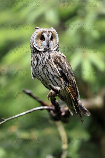 Long-eared owl (Asio otus), adult, on tree, perch, vigilant, Bavarian Forest National Park, Germany
