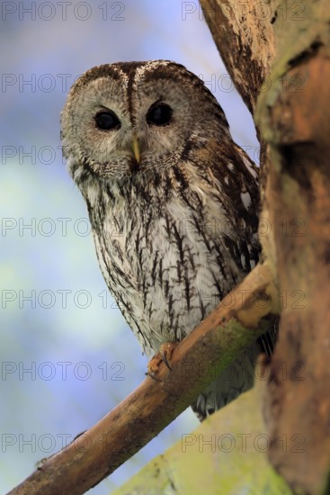 Tawny owl (Strix aluco), adult, alert, perch, Bavarian Forest National Park, Germany