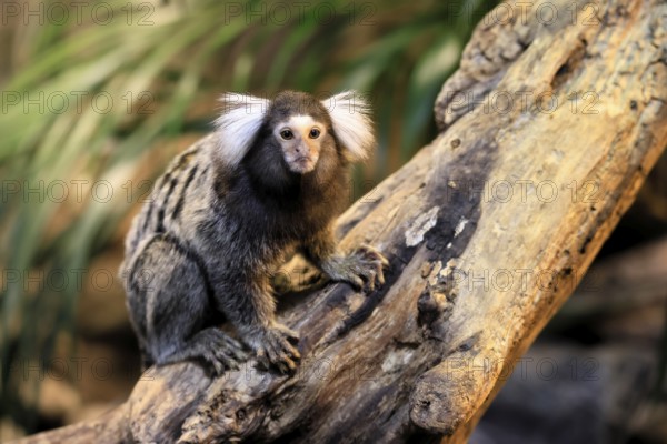 White-tufted marmoset (Callithrix jacchus), adult, on tree, vigilant, captive, Brazil, South America