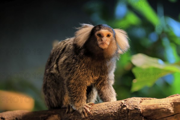 White-tufted marmoset (Callithrix jacchus), adult, on tree, vigilant, captive, Brazil, South America