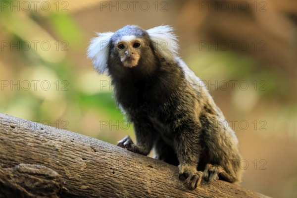 White-tufted marmoset (Callithrix jacchus), adult, on tree, vigilant, captive, Brazil, South America