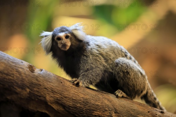 White-tufted marmoset (Callithrix jacchus), adult, on tree, vigilant, captive, Brazil, South America