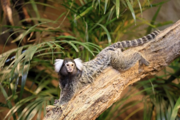 White-tufted marmoset (Callithrix jacchus), adult, on tree, vigilant, captive, Brazil, South America