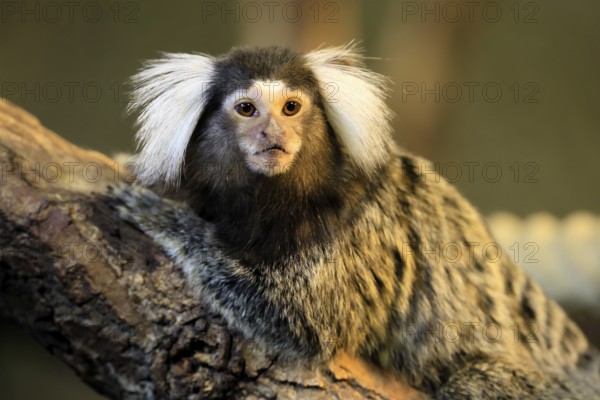 White-tufted marmoset (Callithrix jacchus), adult, on tree, alert, portrait, captive, Brazil, South America