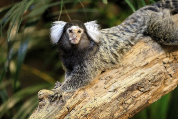 White-tufted marmoset (Callithrix jacchus), adult, on tree, vigilant, captive, Brazil, South America