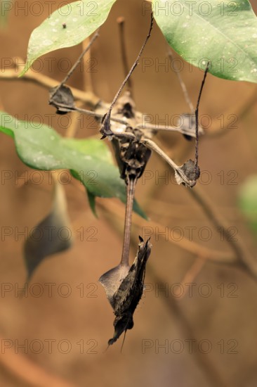 Wandering Violin Mantis (Gongylus gongylodes), adult, hanging, on leaf, camouflage, mantis, captive, Southeast Asia