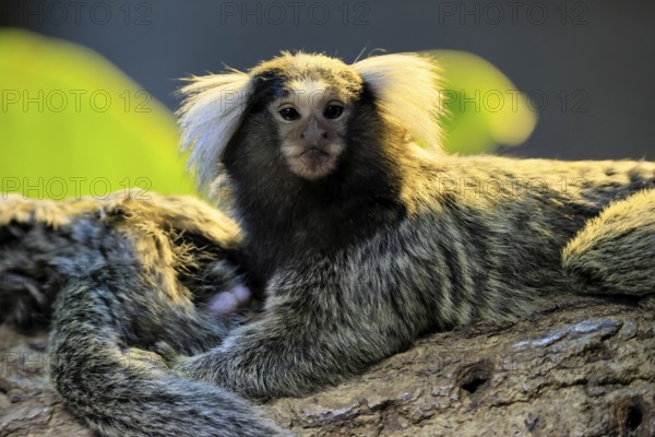 White-tufted marmoset (Callithrix jacchus), adult, on tree, portrait, alert, captive, Brazil, South America