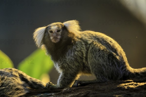 White-tufted marmoset (Callithrix jacchus), adult, on tree, vigilant, captive, Brazil, South America