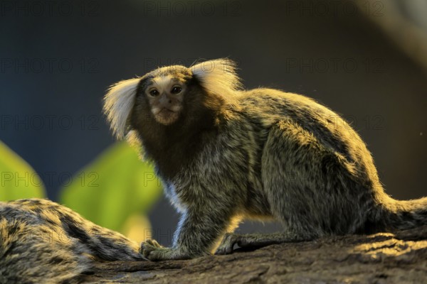 White-tufted marmoset (Callithrix jacchus), adult, on tree, vigilant, captive, Brazil, South America