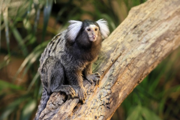 White-tufted marmoset (Callithrix jacchus), adult, on tree, vigilant, captive, Brazil, South America