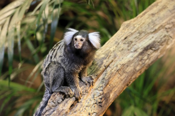 White-tufted marmoset (Callithrix jacchus), adult, on tree, vigilant, captive, Brazil, South America