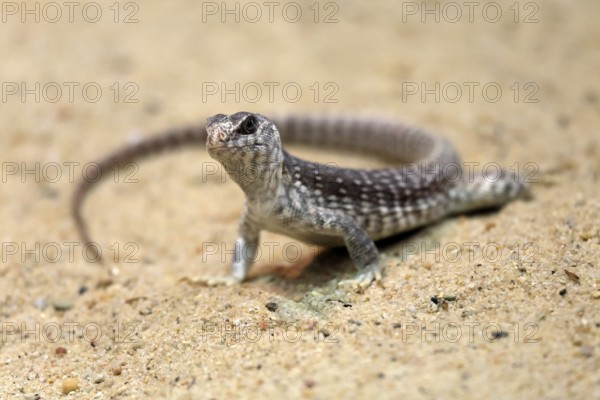 Desert Iguana (Dipsosaurus dorsalis), adult, on ground, alert, captive, Arizona, Southwest America, USA