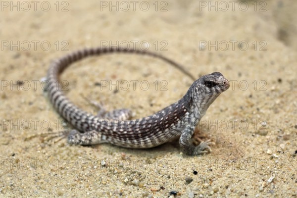 Desert Iguana (Dipsosaurus dorsalis), adult, on ground, alert, captive, Arizona, Southwest America, USA
