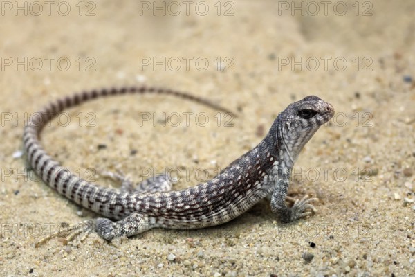 Desert Iguana (Dipsosaurus dorsalis), adult, on ground, alert, captive, Arizona, Southwest America, USA