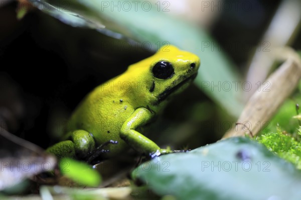 Black-legged poison frog (Phyllobates bicolor), adult, alert, South America, captive