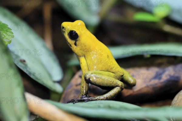 Black-legged poison frog (Phyllobates bicolor), adult, alert, South America, captive