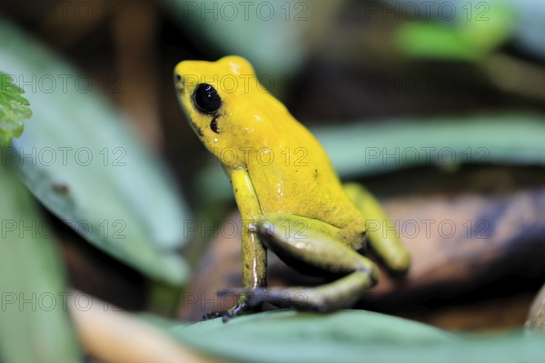 Black-legged poison frog (Phyllobates bicolor), adult, alert, South America, captive