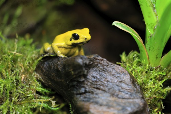 Black-legged poison frog (Phyllobates bicolor), adult, alert, South America, captive
