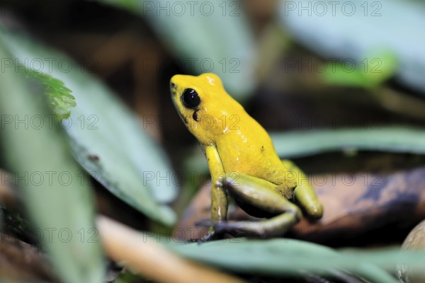 Black-legged poison frog (Phyllobates bicolor), adult, alert, South America, captive