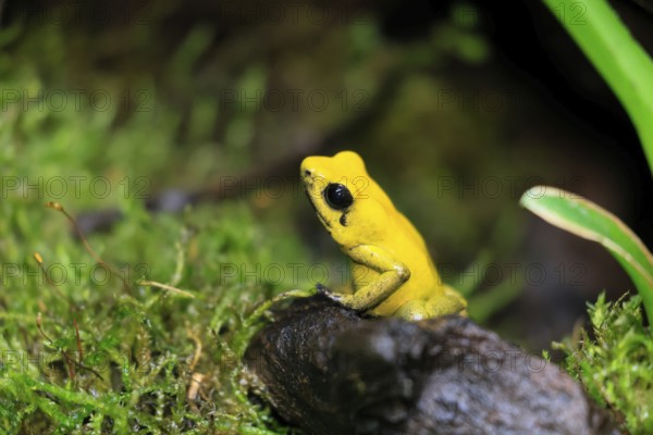 Black-legged poison frog (Phyllobates bicolor), adult, alert, South America, captive