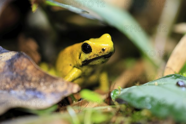 Black-legged poison frog (Phyllobates bicolor), adult, alert, South America, captive